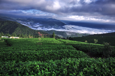 “茶马史诗”:起锚的普洱市茶业亿元航母编队-名家专栏-李国标-云南普洱茶信息综合门户网-普洱中国