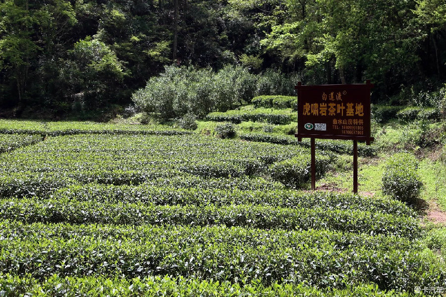 武夷山大红袍景区之旅_标致3008论坛_XCAR 爱卡汽车俱乐部