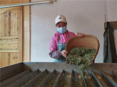 坪贯春茶抢手 茶农茶企采收忙