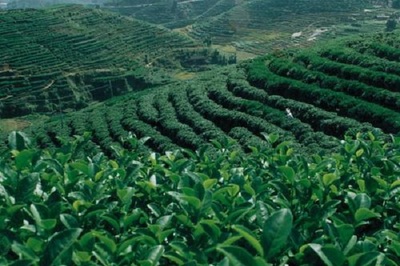 仙醇茶业费多少?
