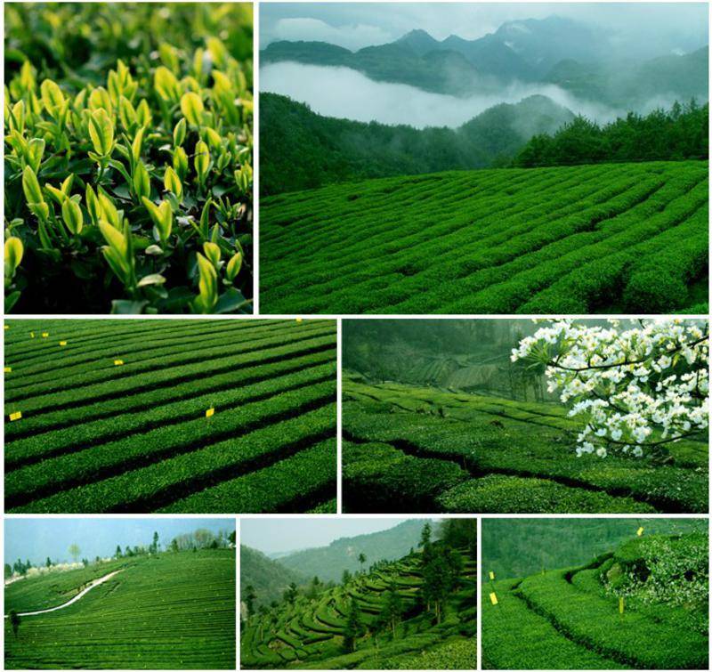 【湖北特产】2013年新茶采花毛尖品韵梅款(贡芽特级)192g