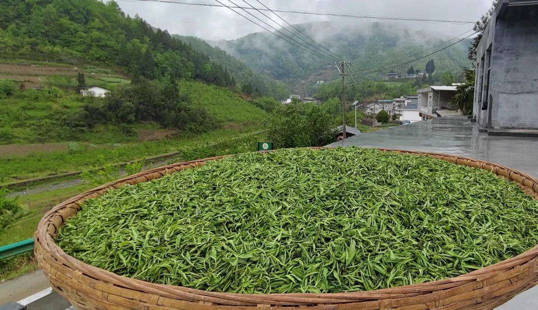 紫阳入选“2025 胡润中国茶业百强县”