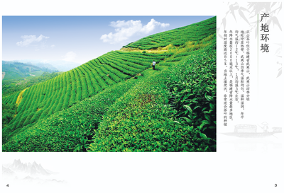 正山堂茶业宣传画册