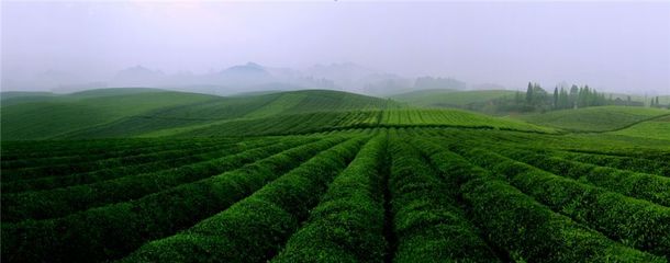 一片茶叶筑梦小康--湄潭县荣获2018中国茶业品牌影响力全国十强县(市)