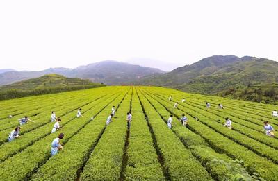 八马茶业：致力成为国货精品的茶业代言者