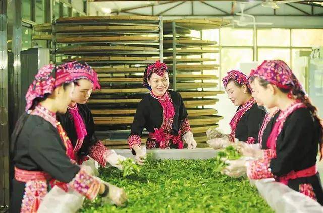 忠于热爱耕茶园 化身茶精带农富——五指山梁妹珍茶园的助农增收之路