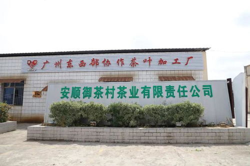 安顺市高质量推进东西部协作助力乡村振兴，茶业蓬勃发展