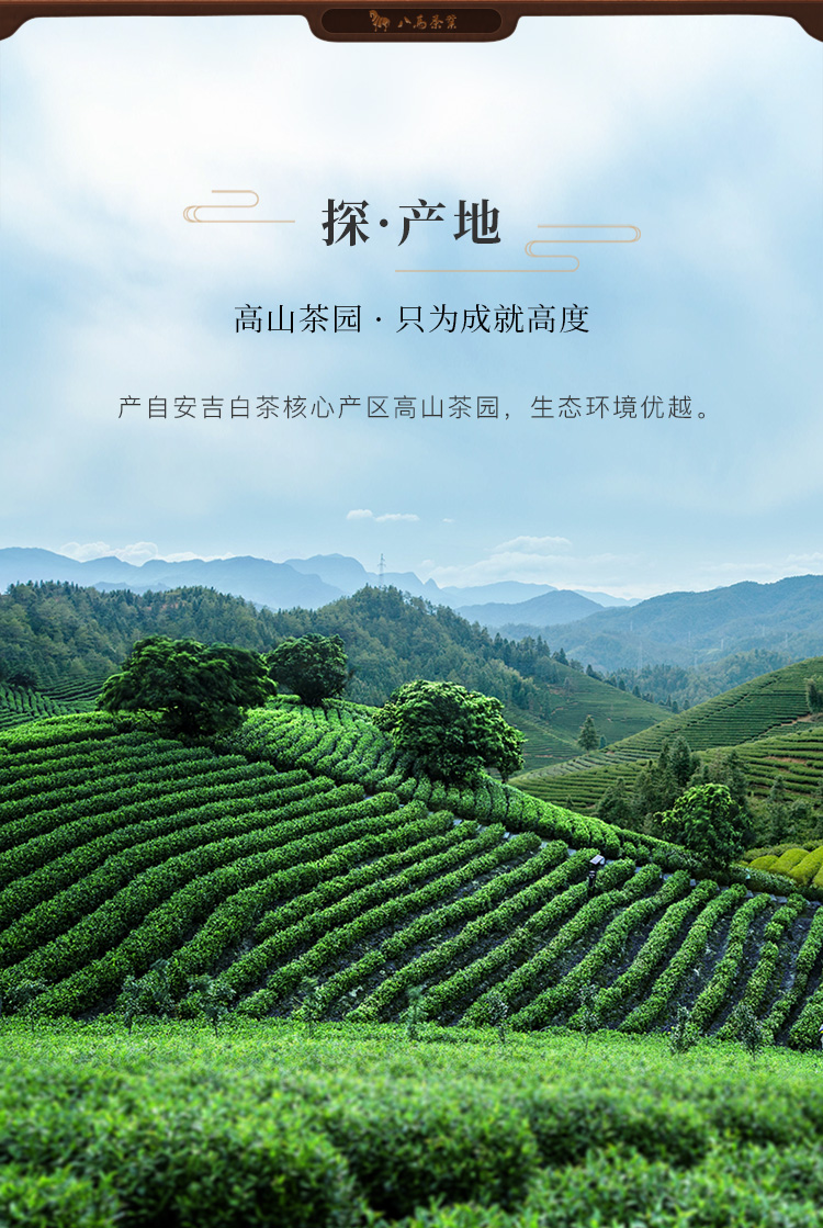 品味春之鲜爽 八马入口知系列安吉白茶礼盒品鉴