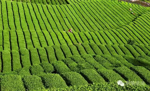 湖北鑫农茶业 打造产业扶贫新样板的实践与探索