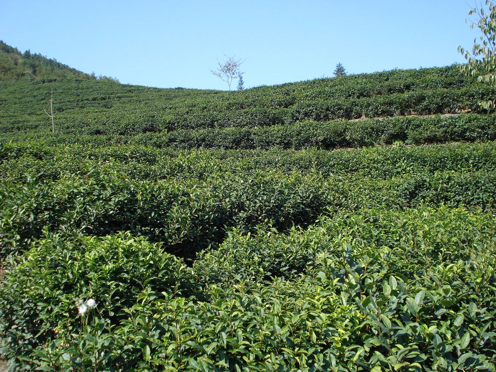 绿月茶业:品茶养生,享受惬意生活_抹茶_膳食_茶叶