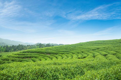 八马茶业以茶助农 助力贵州茶产业发展