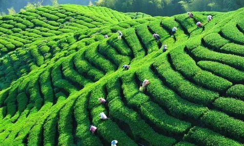 中国茶业百强企业盘点 浙江华茗园位列探花，四川文君茶业展露锋芒